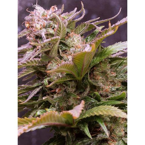 VISION SEEDS - CARAMEL MONSTER AUTO (EX VISION CARAMELLO) - 5 SEEDS