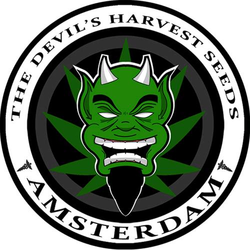 DEVIL'S HARVEST - OG REEK'N FEMINIZED - 3 SEEDS