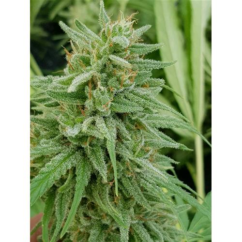 HSB - BLACKBERRY KUSH CBD AUTO  - 25 SEEDS
