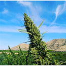 HSB - ELETTA LEMON FEMINIZED CBD - THC 0.18 - 0.25 % CBD 8% - 25 SEEDS