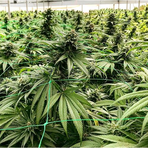 HSB - SUPER LEMON #1 CBD FEM - THC <0.5% - CBD 16% - CBC 1% - 25 SEMI