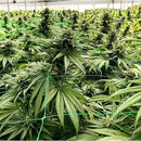 HSB - QUEEN SPECIAL FEM CBD - 25 SEEDS