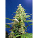 HSB - DIESEL CBD AUTO - <0.5% THC CBD 8-20% CBD - 25 SEEDS