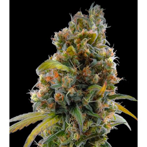 HSB - CANNADIOL FEM - <0.5% THC - 25 SEEDS