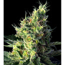 HSB - DIESEL CBD FEM - <0.5% THC CBD 10-18% CBD - 25 SEEDS