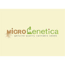 MICROGENETICA - WHITE CHEESE 10 SEEDS