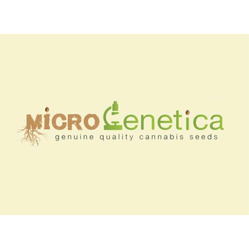 MICROGENETICA - WHITE CHEESE FEM - 3 SEEDS
