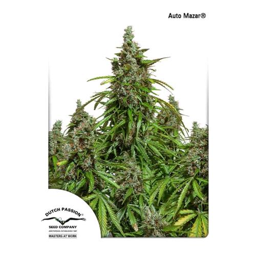 DUTCH PASSION - AUTOMAZAR - 7 SEEDS