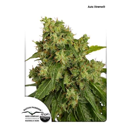 DUTCH PASSION - AUTOXTREME - 3 SEEDS