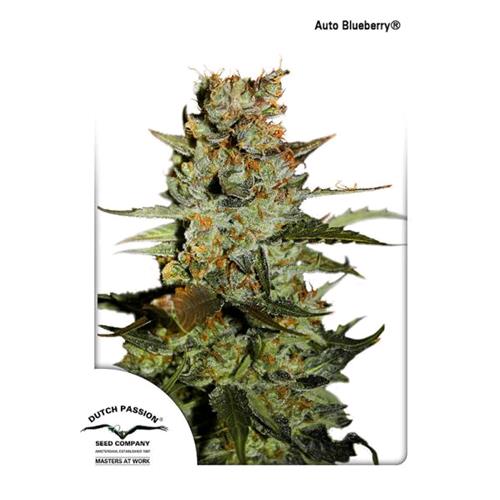 DUTCH PASSION - BLUEBERRY AUTO - 7 SEEDS