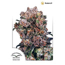 DUTCH PASSION - BLUEBERRY FEMINIZED- 5 SEEDS