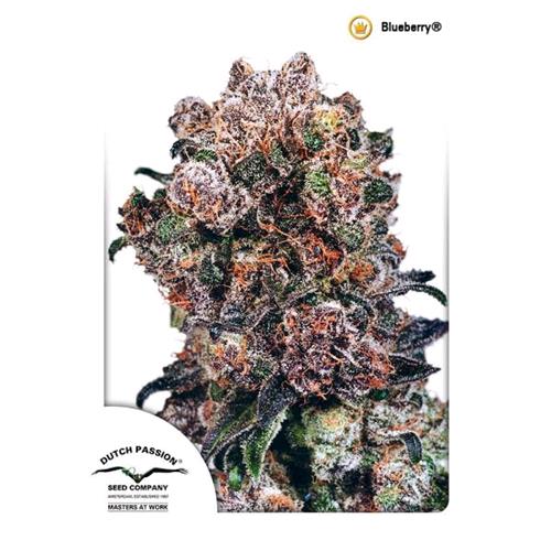 DUTCH PASSION - BLUEBERRY FEMINIZED- 3 SEEDS