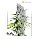 DUTCH PASSION - CBD SKUNKHAZE FEM - 3 SEEDS
