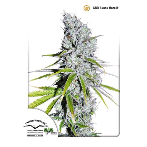 DUTCH PASSION - CBD SKUNKHAZE FEM - 3 SEEDS