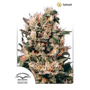 DUTCH PASSION - EUFORIA FEM - 10 SEEDS