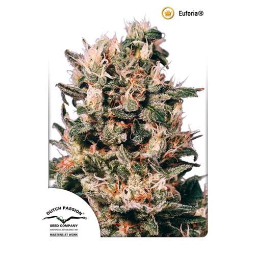 DUTCH PASSION - EUFORIA FEM - 3 SEEDS