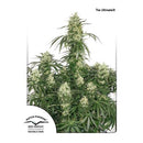 DUTCH PASSION - THE ULTIMATE FEMINIZED - 5 SEEDS