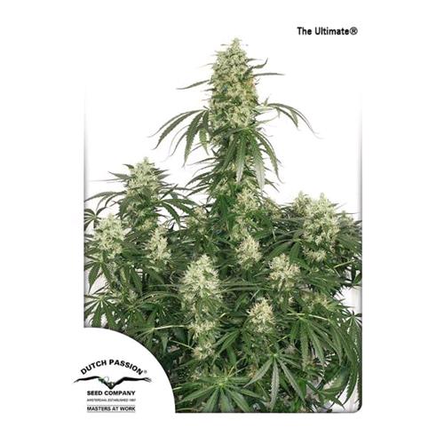 DUTCH PASSION - THE ULTIMATE FEMINIZED - 5 SEEDS