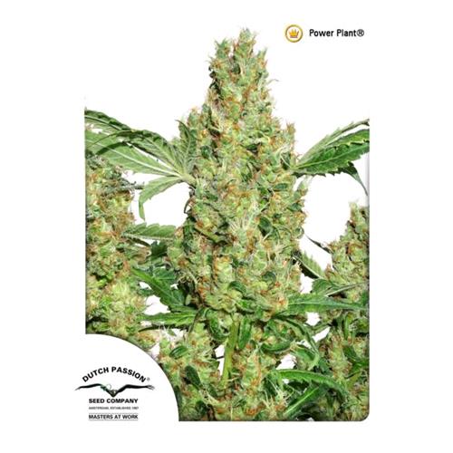 DUTCH PASSION - POWER PLANT FEM - 5 SEEDS
