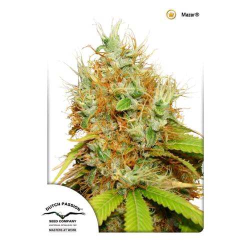 DUTCH PASSION - MAZAR FEM - 10 SEEDS
