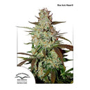 - NEW - DUTCH PASSION BLUE AUTOMAZAR - 3 SEEDS