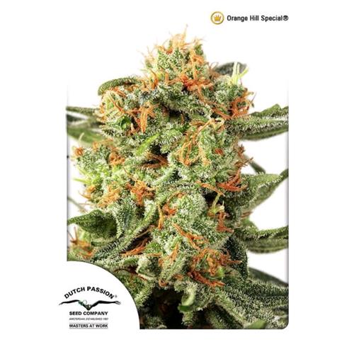 DUTCH PASSION - ORANGE HILL SPECIAL FEM - 10 SEEDS