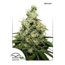 - NEW - DUTCH PASSION - CBD KUSH FEM - 3 SEEDS