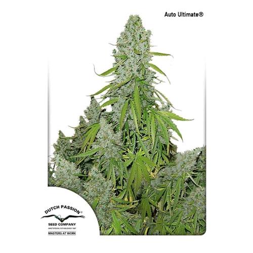 DUTCH PASSION - AUTO ULTIMATE - 3 SEEDS