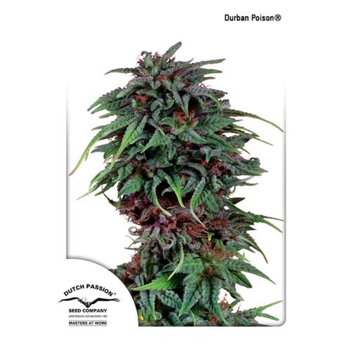 DUTCH PASSION - DURBAN POISON FEM - 5 SEEDS