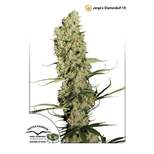 DUTCH PASSION - JORGE'S DIAMONDS