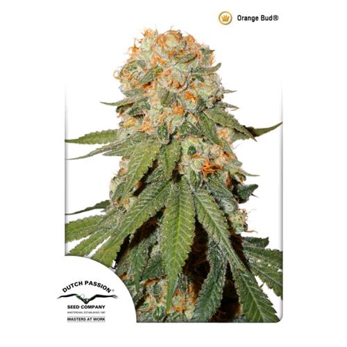 DUTCH PASSION - ORANGE BUD FEM - 10 SEEDS