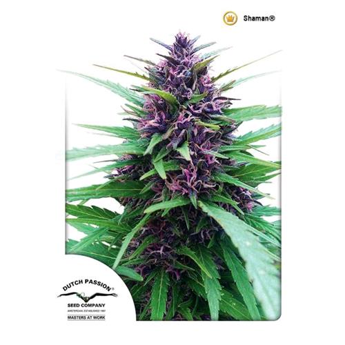 DUTCH PASSION - SHAMAN FEM - 5 SEMI