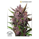 DUTCH PASSION - AUTOBLACKBERRY KUSH - 3 SEMI