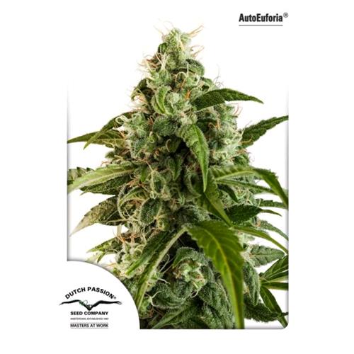 DUTCH PASSION - EUFORIA AUTO FEM - 3 SEEDS