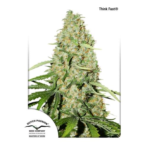 DUTCH PASSION - THINK FAST 12/12 - 3 SEEDS