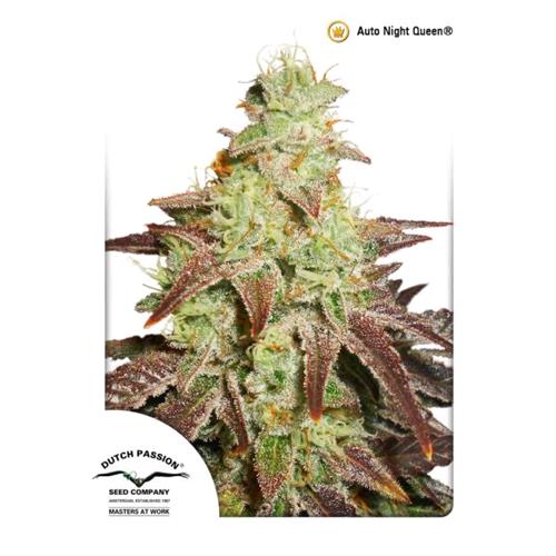 DUTCH PASSION - AUTO NIGHT QUEEN - 100 SEEDS