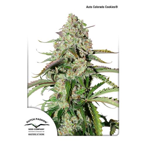 DUTCH PASSION - COLORADO COOKIES AUTO - 3 SEEDS