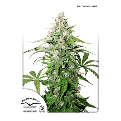 DUTCH PASSION - AUTO CINDERELLA JACK - 100 SEEDS
