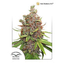 DUTCH PASSION - AUTO GLUEBERRY OG - 3 SEEDS