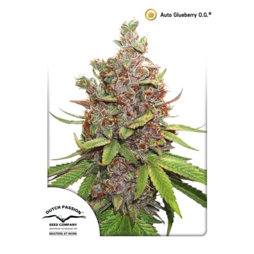 DUTCH PASSION - AUTO GLUEBERRY OG - 3 SEEDS