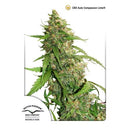 DUTCH PASSION - CBD AUTO COMPASSION LIME - 7 SEEDS