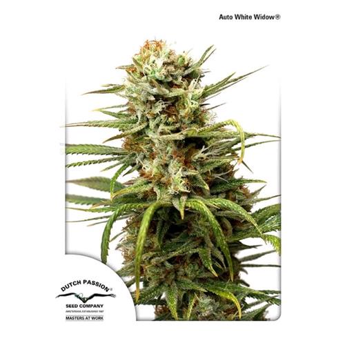 DUTCH PASSION - CBD AUTO WHITE WIDOW - 3 SEEDS