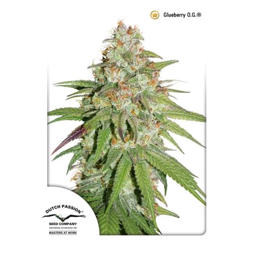 DUTCH PASSION - GLUEBERRY OG FEM - 3 SEEDS