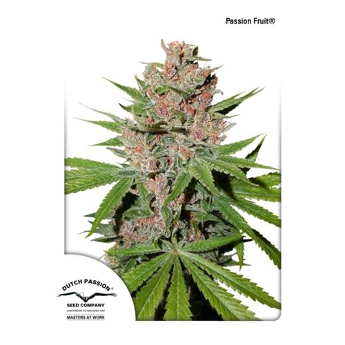 DUTCH PASSION - PASSION FRUIT FEM - 10 SEEDS