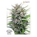 DUTCH PASSION - PASSION