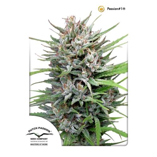 DUTCH PASSION - PASSION #1 FEM -  3 SEEDS