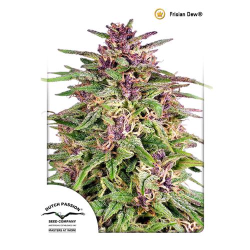 DUTCH PASSION - FRISIAN DEW FEM - 10 SEEDS