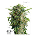 DUTCH PASSION - DAIQUIRI LIME AUTO - 7 SEEDS