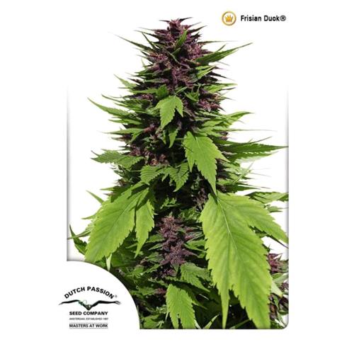 DUTCH PASSION - FRISIAN DUCK FEM - 3 SEEDS