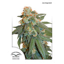 DUTCH PASSION - AUTO ORANGE BUD - 3 SEEDS